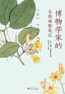 大明无盐女